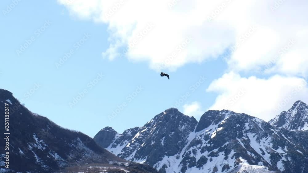 Sea eagle flying over mountains in Lofoten Islands, Norway Sea eagle flying over mountains in Lofoten Islands, Norway