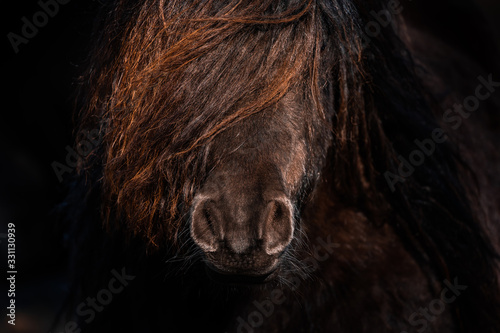 Pony close up. Shetland pony, farm animal with beautiful long hair. Close-up portrait of an domesticated animal.
