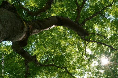 tree with green leaves