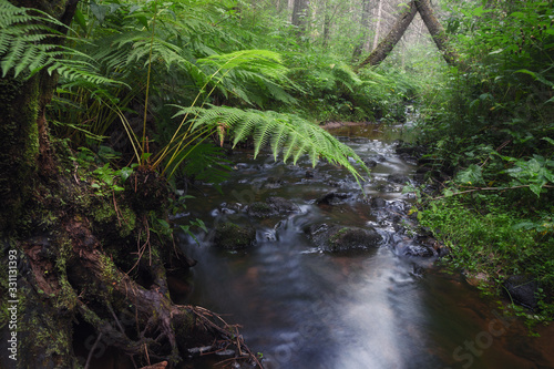 Fototapeta Naklejka Na Ścianę i Meble -  forest stream with green ferns