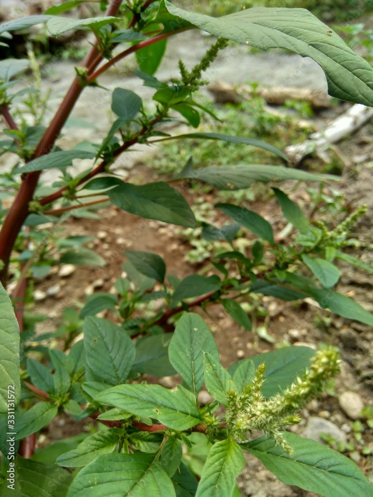 Thorny Amaranthus (Amaranthus spinosus) with natural background Thorny Amaranthus (Amaranthus spinosus) with natural background