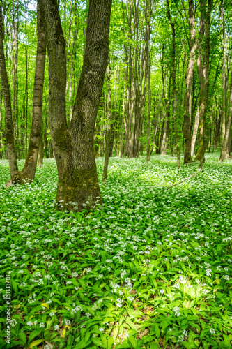 Young green forest in spring time. Sunbeam lights. The anemone nemorosa flower lying everywhere like a rug, carpet under the trees.