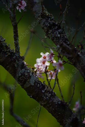 tree in bloom