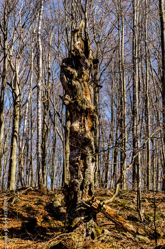 Fototapeta Naklejka Na Ścianę i Meble -  W bukowym lesie