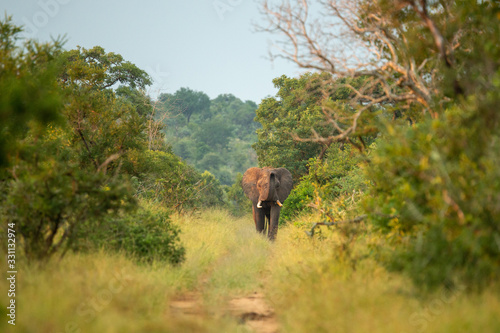 An elephant bull walking towards the camera. He is most likely trailing a herd you can see him testing the wind. photo