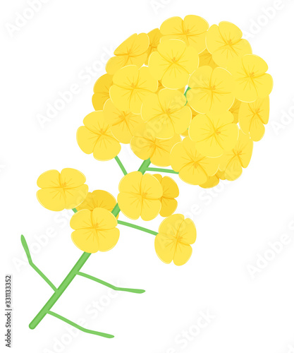 菜の花のイラスト