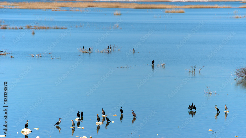 lake Karla , Greece , wild flora and fauna, in a protected ecological environment