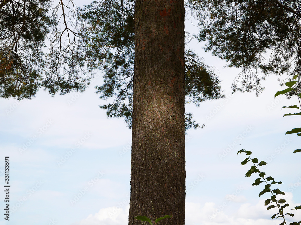 Fototapeta premium Tree trunk 