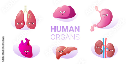 set funny anatomical mascot kidneys lungs brain stomach heart liver characters cute human body internal organs collection horizontal vector illustration