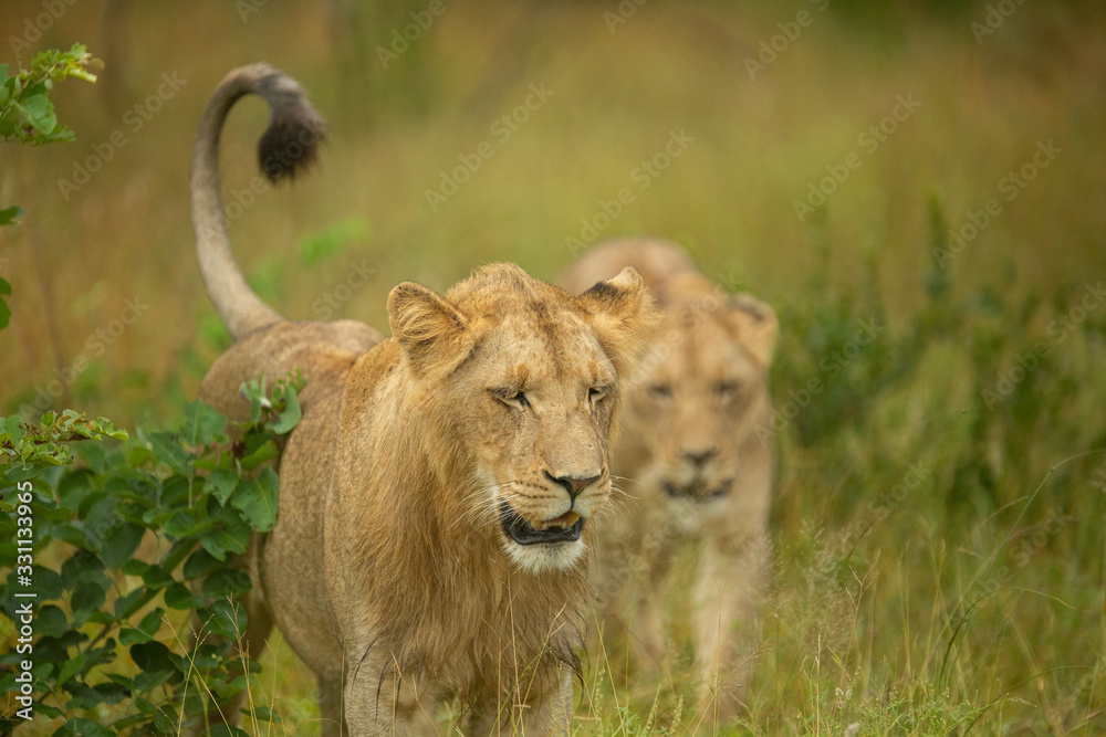 A pride of lions on the prowl, strengthening their social bonds with touch. A pride of lions on the prowl, strengthening their social bonds with touch.