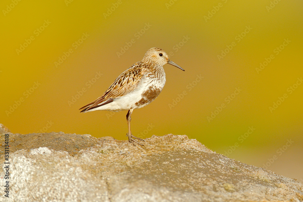 Dunlin, Calidris alpina, water bird in the nature habitat in Svalbard, Norway. Dunlin siting on the stone, Arctic summer wildlife. Dunlin, Calidris alpina, water bird in the nature habitat in Svalbard, Norway. Dunlin siting on the stone, Arctic summer wildlife.