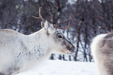 reindeer meeting in finland.