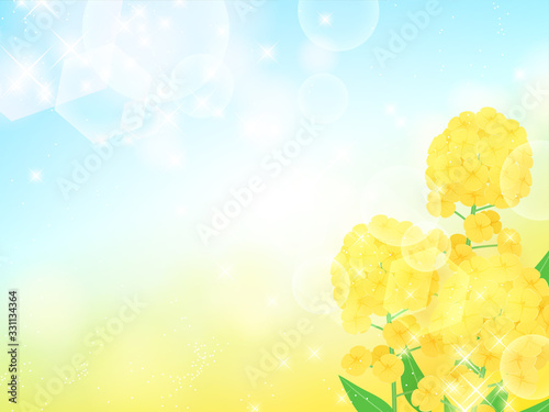 菜の花の背景イラスト