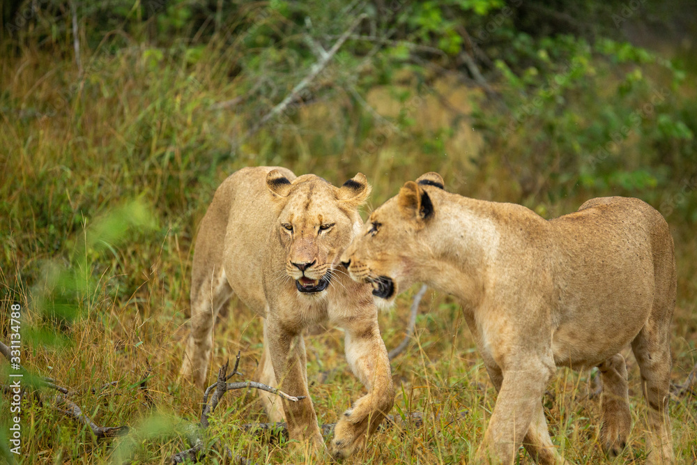 A pride of lions on the prowl, strengthening their social bonds with touch. A pride of lions on the prowl, strengthening their social bonds with touch.