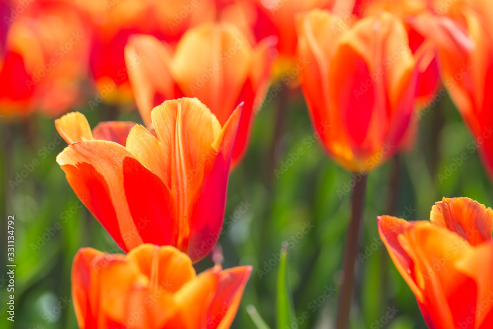 Closeup of red-orange tulips flowers with green leaves in the park outdoor. beautiful flowers in spring Closeup of red-orange tulips flowers with green leaves in the park outdoor. beautiful flowers in spring
