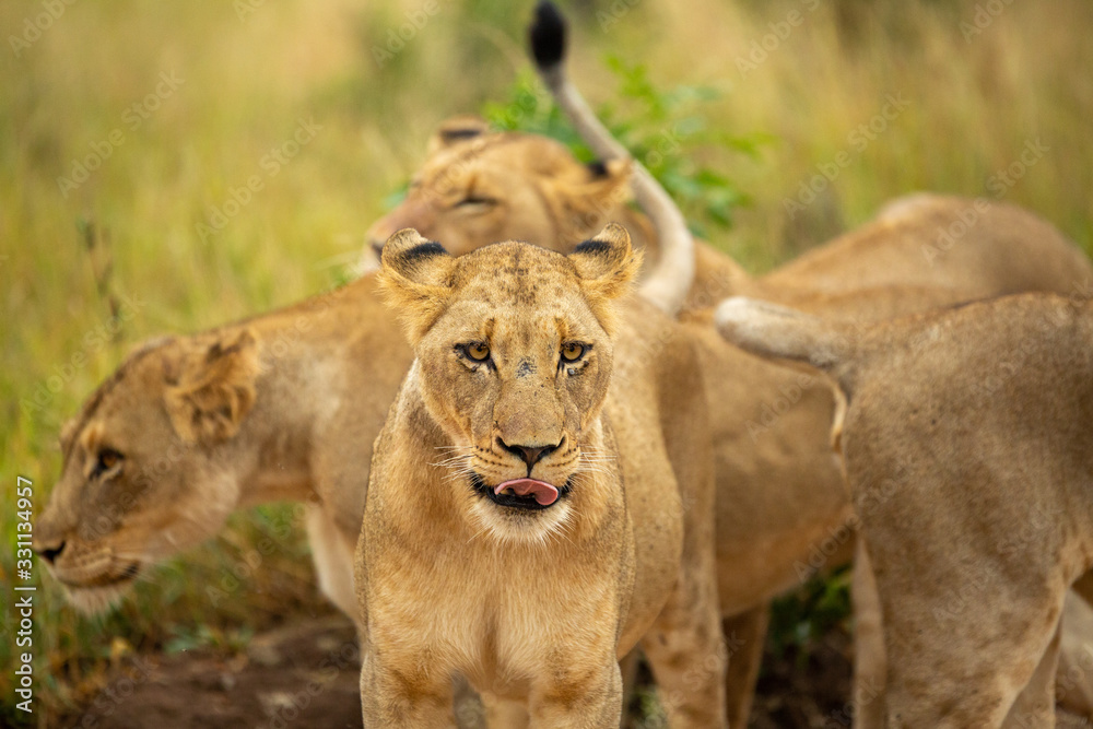 A pride of lions on the prowl, strengthening their social bonds with touch. A pride of lions on the prowl, strengthening their social bonds with touch.