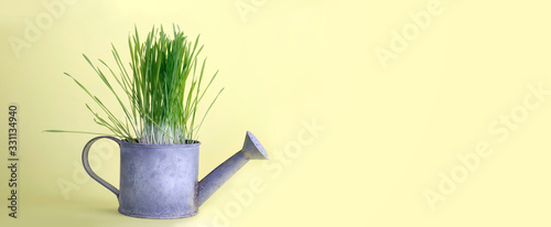 herb growing in a little metal watering can on yellow background