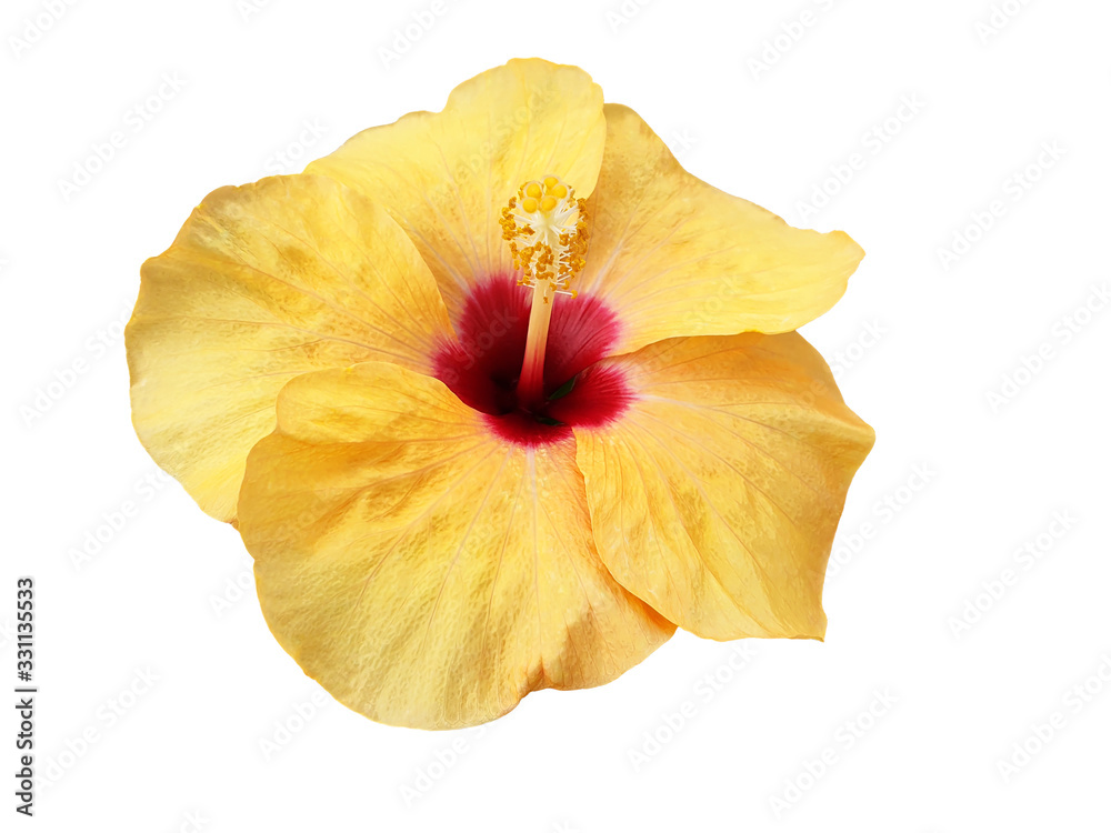 Naklejka premium Yellow and red Hibiscus flower isolated.