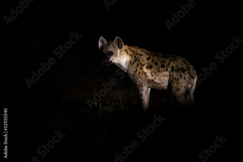 Fotografiet Hyena at dark night