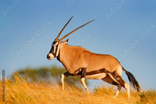 Gemsbok with golden grass. Gemsbuck, Oryx gazella, large antelope in nature habitat, Nxai Pan, Botswana, Africa. Wild animals in the savannah. Animal hidden in the grass. Africa evening sunset.