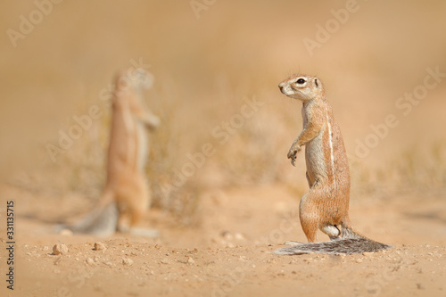Squirrel sitting in sande  sunny day in nature. Cape ground squirrel  Xerus inauris  cute animal in the nature habitat  Spitzkoppe  Namibia in Africa.