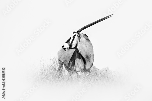 Gemsbok, black and white Africa art. Gemsbuck, Oryx gazella, large antelope in nature habitat, Sossusvlei, Namibia. Wild animals in the savannah. Animal with big straight antler horn.