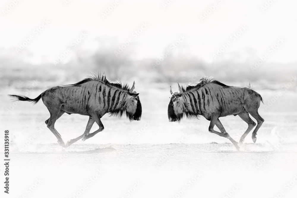 Fototapeta premium Wildebeest fight. Blue wildebeest, Connochaetes taurinus, on the meadow, big animal in the nature habitat in Botswana, Africa.