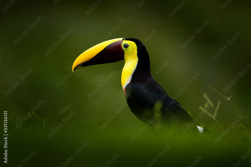 Tropic bird in forest. Rainy season in America. Chestnut-mandibled toucan sitting on branch in tropical rain with green jungle background. Wildlife scene from tropic jungle. Animal in Costa Rica.