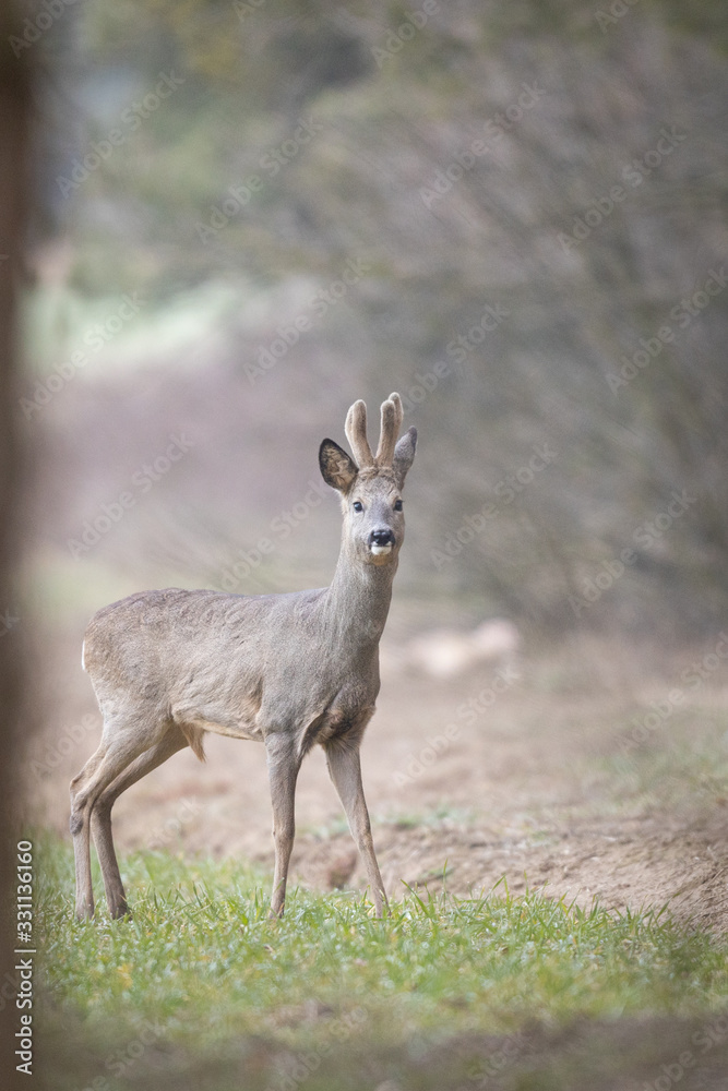 Roebuck - buck (Capreolus capreolus) Roe deer - goat Roebuck - buck (Capreolus capreolus) Roe deer - goat