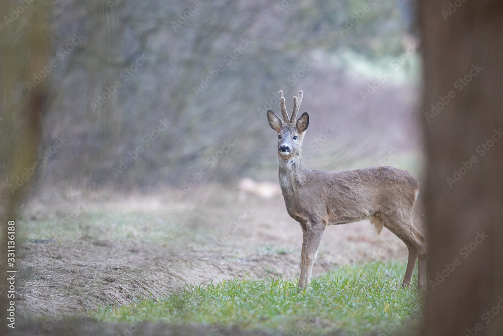 Roebuck - buck (Capreolus capreolus) Roe deer - goat Roebuck - buck (Capreolus capreolus) Roe deer - goat