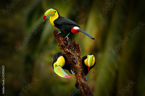 Fototapeta Naklejka Na Ścianę i Meble -  Keel-billed Toucan, Ramphastos sulfuratus, bird with big bill sitting on branch in the forest, Costa Rica. Nature travel in central America. Beautiful bird in nature habitat.