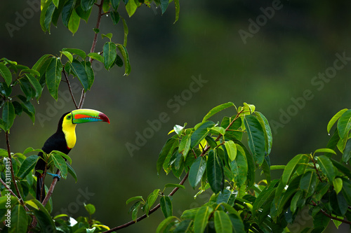 Keel-billed Toucan, Ramphastos sulfuratus, bird with big bill sitting on branch in the forest, Costa Rica. Nature travel in central America. Beautiful bird in nature habitat. photo