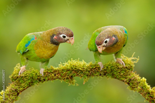 Tropic bird Brown-hooded Parrot, Pionopsitta haematotis, Mexico, green parrot with brown head. Detail close-up portrait of bird from Central America. Wildlife scene from tropical nature photo