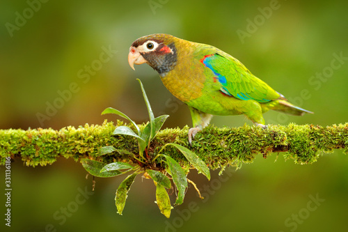 Tropic bird Brown-hooded Parrot, Pionopsitta haematotis, Mexico, green parrot with brown head. Detail close-up portrait of bird from Central America. Wildlife scene from tropical nature