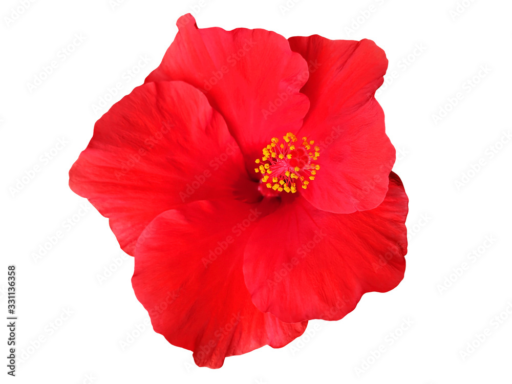 Close up of red Hibiscus flower isolated. Close up of red Hibiscus flower isolated.