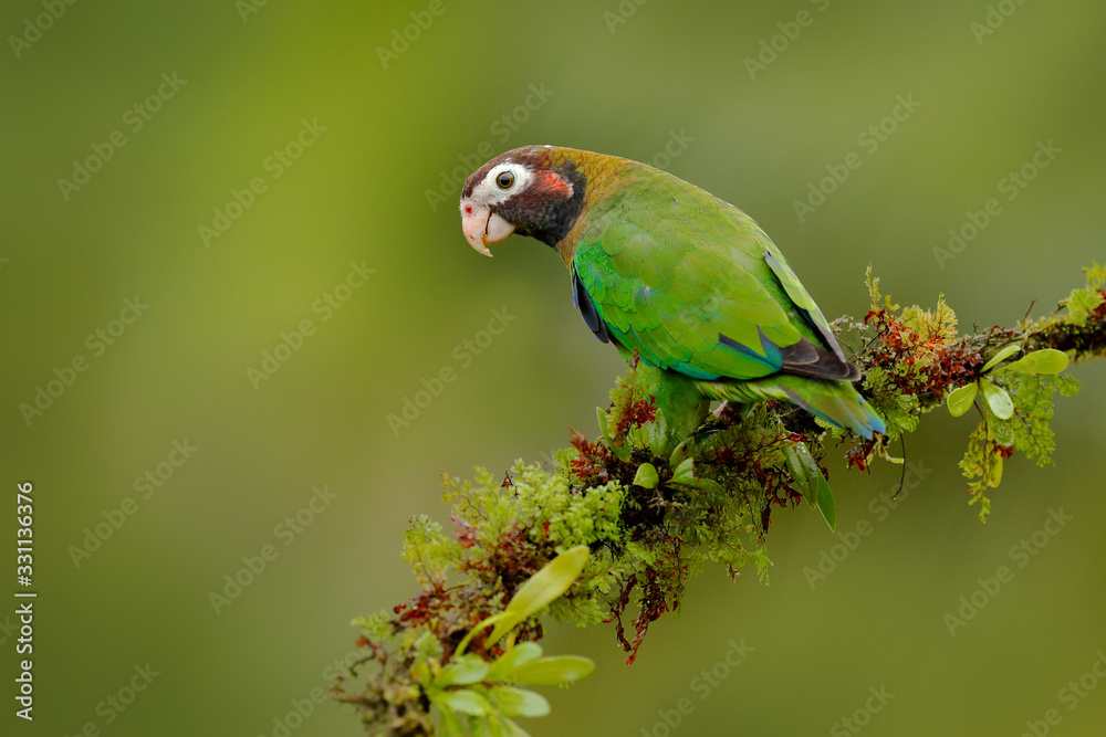Parrot, Pionopsitta haematotis, Mexico, green parrot with brown head. Detail close-up portrait of bird from Central America. Wildlife scene from tropical nature, Tropic bird Brown-hooded parrot.