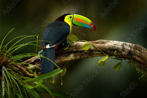 Costa Rica wildlife. Toucan sitting on the branch in the forest, green vegetation. Nature travel holiday in central America. Keel-billed Toucan, Ramphastos sulfuratus. Wildlife from Costa Rica.