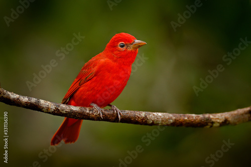 Red tanager in green vegetation. Red tanager on the big palm leave. Summer Tanager, Piranga rubra, red bird in the nature habitat. Tanager sitting on the big green palm tree. Wildlife scene from natur