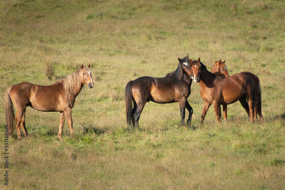Kaimanawa wild horses playing on the green grassland Kaimanawa wild horses playing on the green grassland