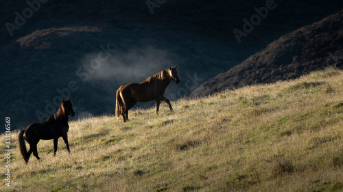 Two Kaimanawa wild horses standing in the morning mist