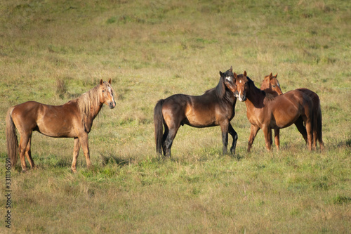 Kaimanawa wild horses playing on the green grassland