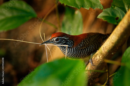 Riverside wren, Cantorchilus semibadius, bird with nesting material. Wren, detail portrait with grass in the bill. Bird in the nature habitat, Corcovado NP, Costa Roica photo