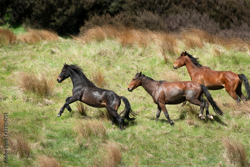 Three Kaimanawa wild horses running on the green mountain hills