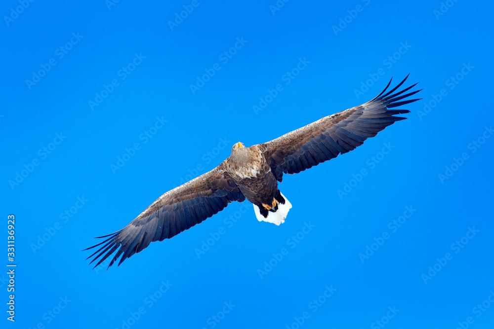 White-tailed eagle, Haliaeetus albicilla, big bird of prey on the dark blue sky, with white tail, Japan. Action wildlife scene from sky. Big bird of prey on the sky. White-tailed eagle, Haliaeetus albicilla, big bird of prey on the dark blue sky, with white tail, Japan. Action wildlife scene from sky. Big bird of prey on the sky.