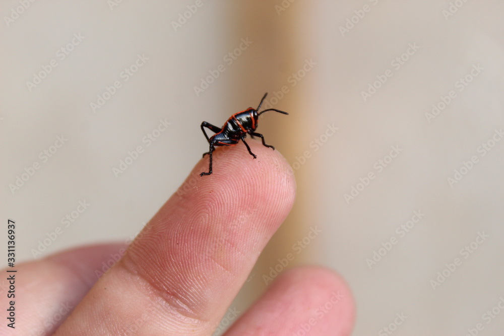 saltamontes pequeño y saltarin en un dedo saltamontes pequeño y saltarin en un dedo