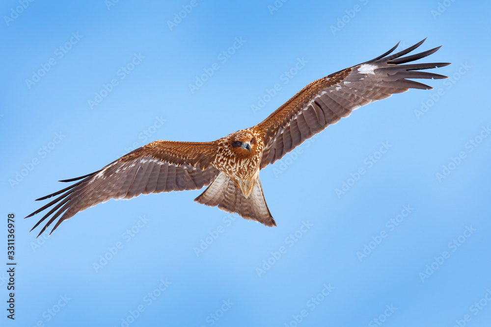 Black kite in flight, Milvus migrans. Bird of prey flying above snowy meadow with catch. Kite with open wings and open bill. Black kite in flight, Milvus migrans. Bird of prey flying above snowy meadow with catch. Kite with open wings and open bill.