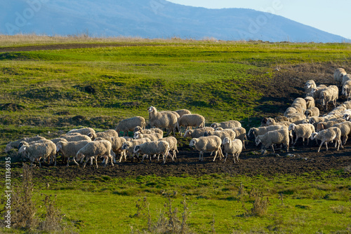 Flock of sheeps crossing a path on a green hill of fresh grass after grazing.