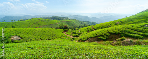 Panoramic view of the tea plantation in the hills of Munnar, some of the most elevated tea plantations in the world, Kerala, India