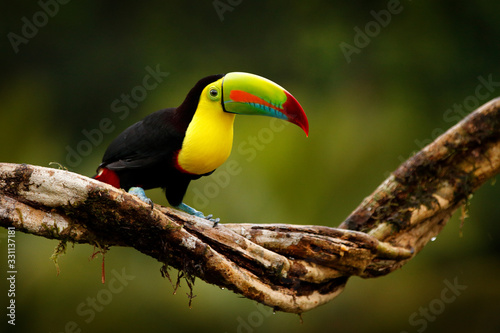 Tropic bird from Guatemala. Keel-billed Toucan, Ramphastos sulfuratus, bird with big bill sitting on branch in the forest. Nature travel in central America. Beautiful bird in nature habita
