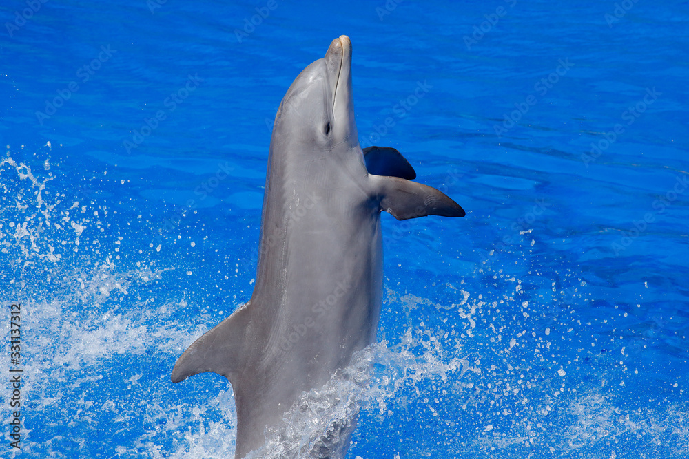 Fototapeta premium Ocean wave with animal. Bottlenosed dolphin, Tursiops truncatus, in the blue water. Wildlife action scene from ocean Dolphin jumping from the sea. Funny animal image.